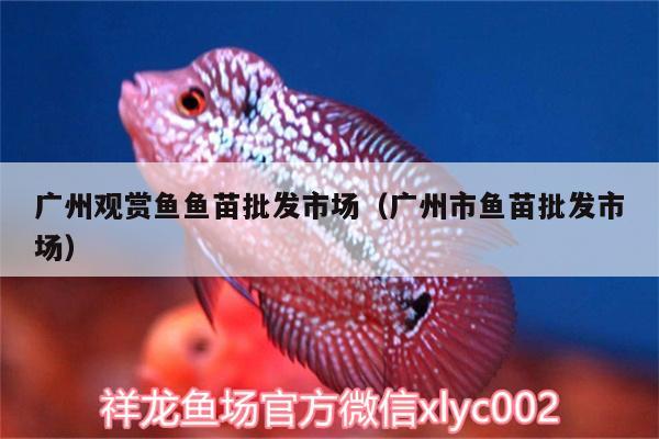 廣州觀賞魚(yú)魚(yú)苗批發(fā)市場(chǎng)（廣州市魚(yú)苗批發(fā)市場(chǎng)） 觀賞魚(yú)魚(yú)苗