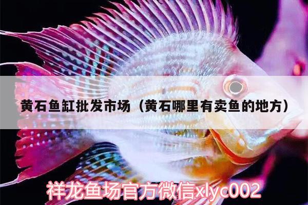 黃石魚缸批發(fā)市場（黃石哪里有賣魚的地方）