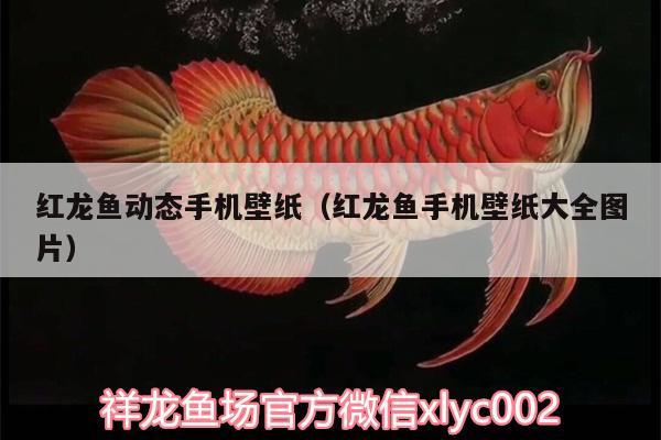 紅龍魚動(dòng)態(tài)手機(jī)壁紙（紅龍魚手機(jī)壁紙大全圖片）