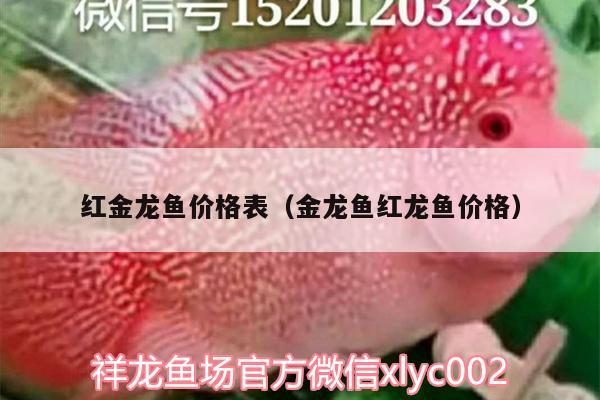 紅金龍魚(yú)價(jià)格表（金龍魚(yú)紅龍魚(yú)價(jià)格）