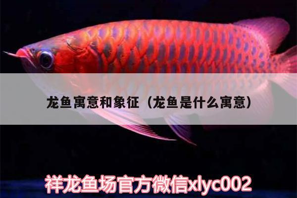 龍魚寓意和象征（龍魚是什么寓意） 印尼紅龍魚