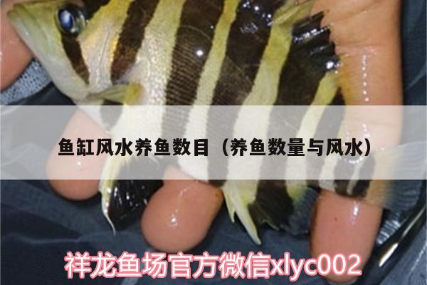 魚缸風(fēng)水養(yǎng)魚數(shù)目（養(yǎng)魚數(shù)量與風(fēng)水） 魚缸風(fēng)水