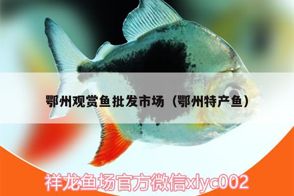 鄂州觀賞魚批發(fā)市場（鄂州特產(chǎn)魚） 觀賞魚批發(fā)