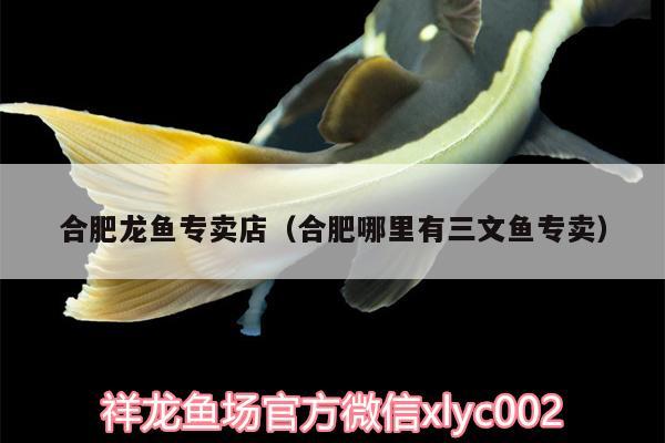 合肥龍魚(yú)專賣店（合肥哪里有三文魚(yú)專賣） 祥龍水族護(hù)理水