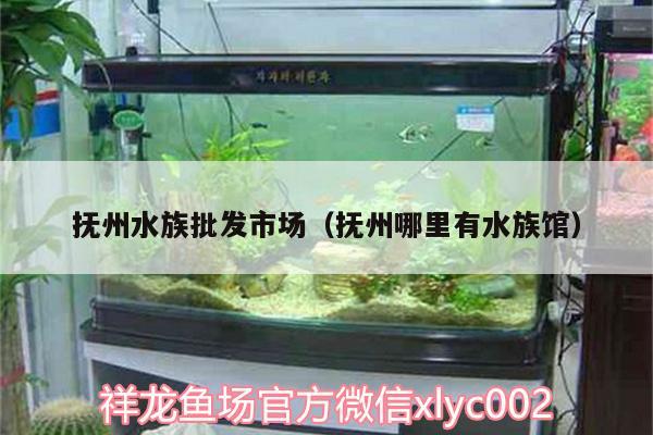 撫州水族批發(fā)市場（撫州哪里有水族館） 觀賞魚水族批發(fā)市場