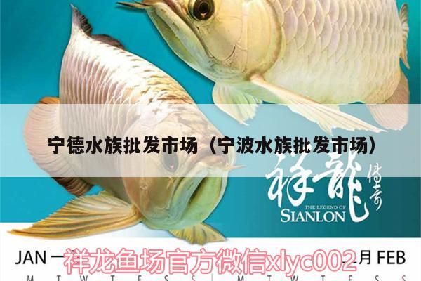 寧德水族批發(fā)市場(chǎng)（寧波水族批發(fā)市場(chǎng)）