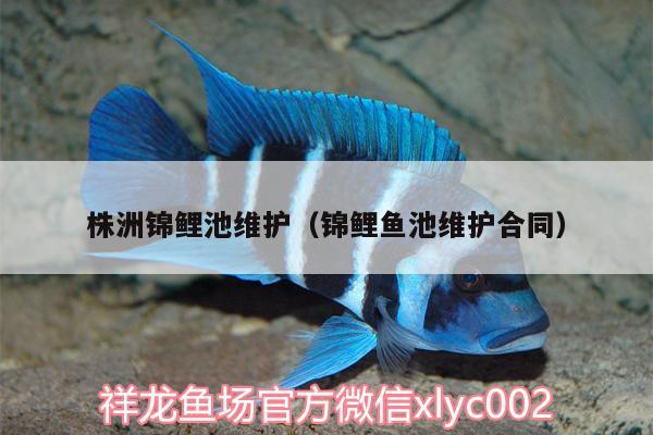 株洲錦鯉池維護(hù)（錦鯉魚池維護(hù)合同）