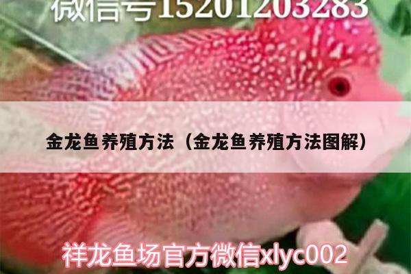 金龍魚(yú)養(yǎng)殖方法（金龍魚(yú)養(yǎng)殖方法圖解） 杰西卡恐龍魚(yú)