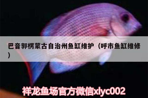 巴音郭楞蒙古自治州魚缸維護（呼市魚缸維修） B級過背金龍魚