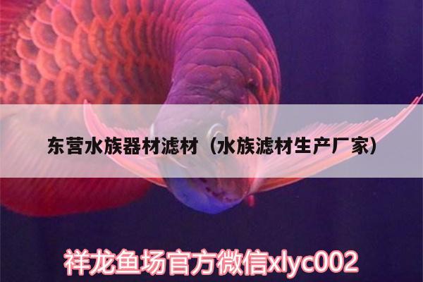 東營水族器材濾材（水族濾材生產(chǎn)廠家） 羅漢魚