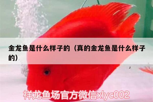 金龍魚是什么樣子的（真的金龍魚是什么樣子的）