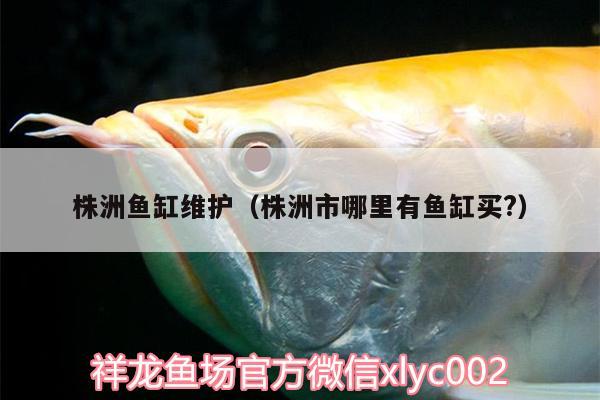 株洲魚缸維護(hù)（株洲市哪里有魚缸買?）