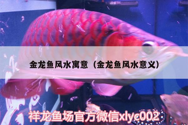 金龍魚風(fēng)水寓意（金龍魚風(fēng)水意義）