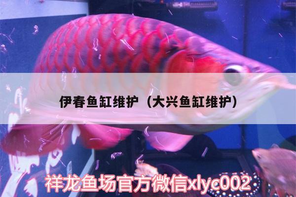 伊春魚缸維護（大興魚缸維護）