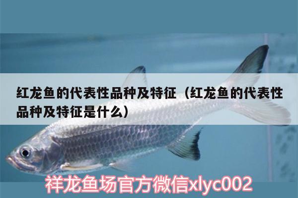 紅龍魚(yú)的代表性品種及特征（紅龍魚(yú)的代表性品種及特征是什么）