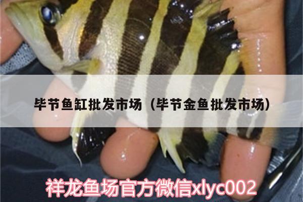 畢節(jié)魚缸批發(fā)市場（畢節(jié)金魚批發(fā)市場） 丹頂錦鯉魚