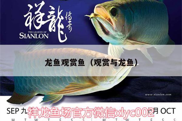 龍魚(yú)觀賞魚(yú)（觀賞與龍魚(yú)） 龍魚(yú)專用燈