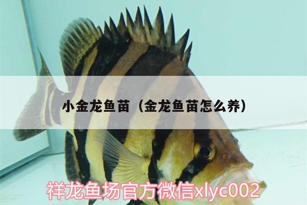 小金龍魚苗（金龍魚苗怎么養(yǎng)） 黃金達摩魚