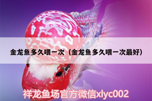 金龍魚多久喂一次（金龍魚多久喂一次最好） 觀賞魚 第2張