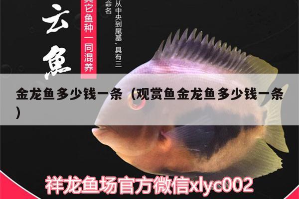 金龍魚多少錢一條（觀賞魚金龍魚多少錢一條）