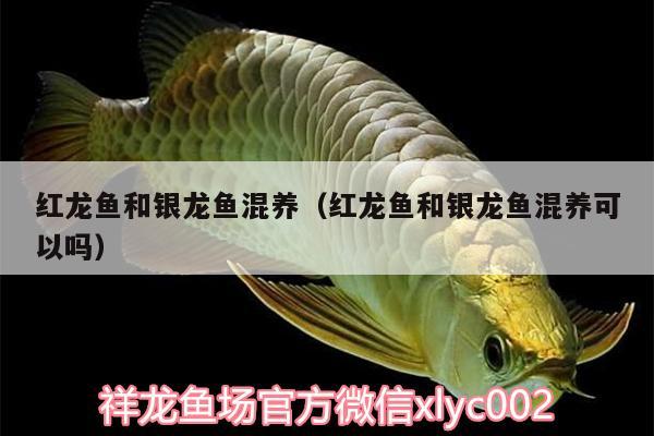 紅龍魚和銀龍魚混養(yǎng)（紅龍魚和銀龍魚混養(yǎng)可以嗎）