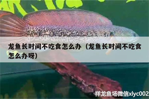 龍魚長(zhǎng)時(shí)間不吃食怎么辦（龍魚長(zhǎng)時(shí)間不吃食怎么辦呀） 殺菌消毒設(shè)備