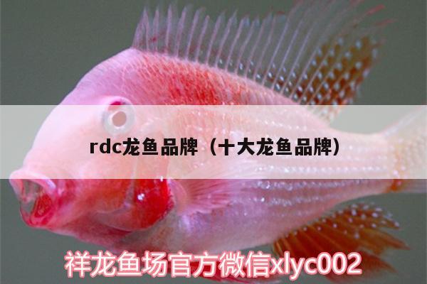 rdc龍魚(yú)品牌（十大龍魚(yú)品牌） 高背金龍魚(yú)