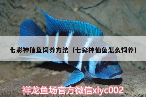 七彩神仙魚飼養(yǎng)方法（七彩神仙魚怎么飼養(yǎng)） 七彩神仙魚