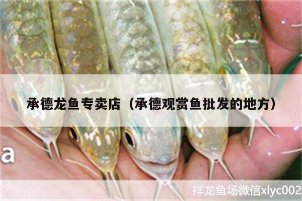 承德龍魚專賣店（承德觀賞魚批發(fā)的地方） 觀賞魚批發(fā)