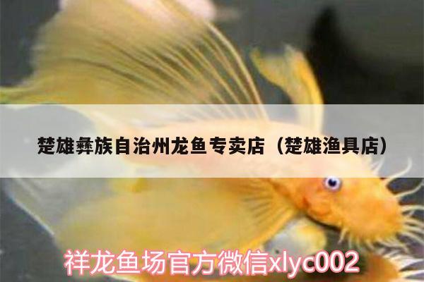 楚雄彝族自治州龍魚(yú)專賣(mài)店（楚雄漁具店） 赤荔鳳冠魚(yú)