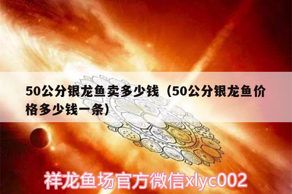 50公分銀龍魚賣多少錢（50公分銀龍魚價(jià)格多少錢一條）