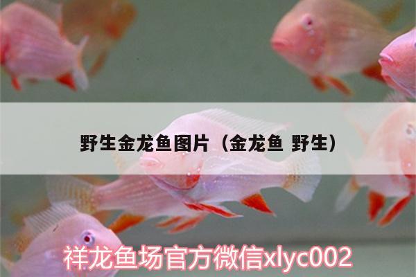 野生金龍魚圖片（金龍魚野生） 名貴錦鯉魚