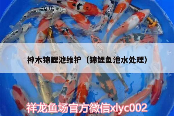 神木錦鯉池維護(hù)（錦鯉魚(yú)池水處理）