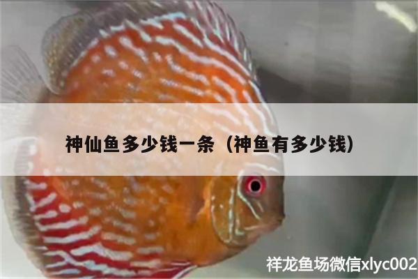 神仙魚多少錢一條（神魚有多少錢） 巴西亞魚