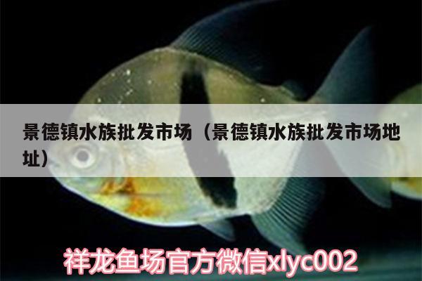 景德鎮(zhèn)水族批發(fā)市場（景德鎮(zhèn)水族批發(fā)市場地址）