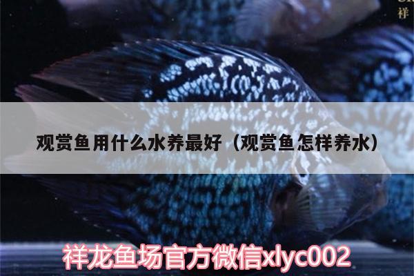 觀賞魚用什么水養(yǎng)最好（觀賞魚怎樣養(yǎng)水） 黃金貓魚百科