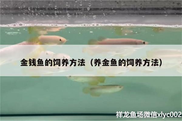 金錢魚的飼養(yǎng)方法（養(yǎng)金魚的飼養(yǎng)方法） 高背金龍魚