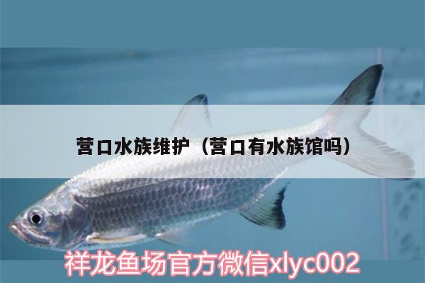 營(yíng)口水族維護(hù)（營(yíng)口有水族館嗎） 伊巴卡魚(yú)