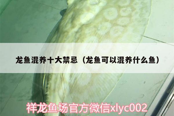 龍魚混養(yǎng)十大禁忌（龍魚可以混養(yǎng)什么魚） 女王大帆魚