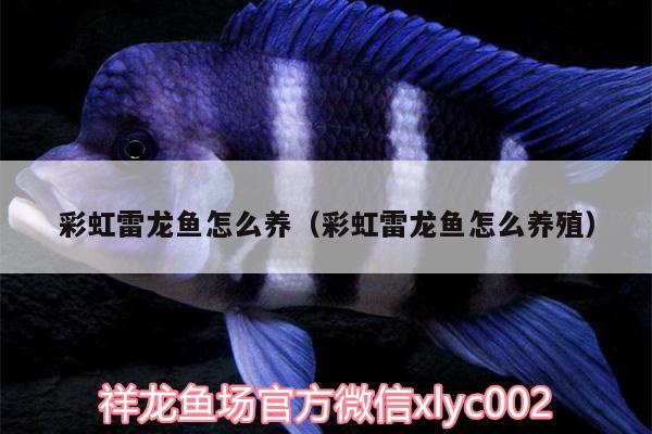 彩虹雷龍魚怎么養(yǎng)（彩虹雷龍魚怎么養(yǎng)殖）