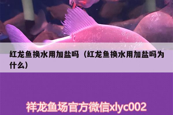 紅龍魚換水用加鹽嗎（紅龍魚換水用加鹽嗎為什么）