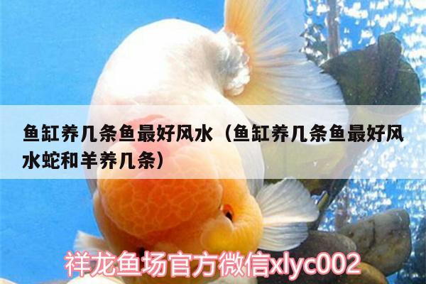 魚缸養(yǎng)幾條魚最好風(fēng)水（魚缸養(yǎng)幾條魚最好風(fēng)水蛇和羊養(yǎng)幾條） 魚缸風(fēng)水