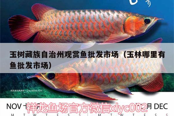 玉樹(shù)藏族自治州觀賞魚(yú)批發(fā)市場(chǎng)（玉林哪里有魚(yú)批發(fā)市場(chǎng)） 觀賞魚(yú)批發(fā)