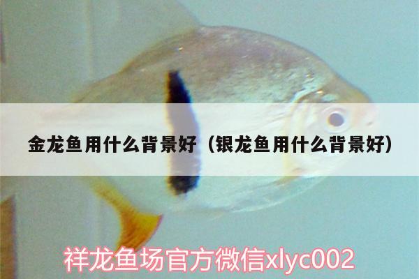 金龍魚用什么背景好（銀龍魚用什么背景好） 銀龍魚百科