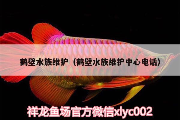 鶴壁水族維護（鶴壁水族維護中心電話）