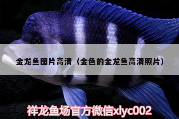 金龍魚圖片高清（金色的金龍魚高清照片）