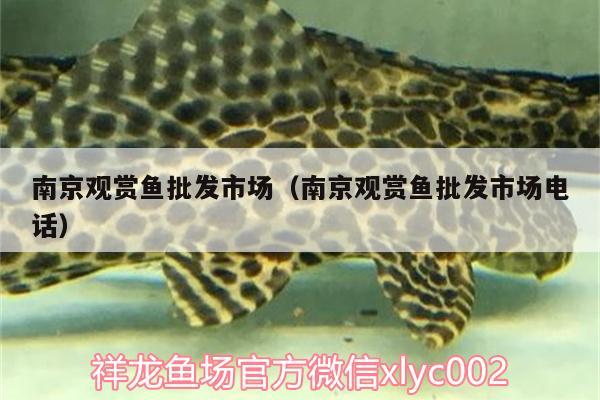 南京觀賞魚(yú)批發(fā)市場(chǎng)（南京觀賞魚(yú)批發(fā)市場(chǎng)電話(huà)）