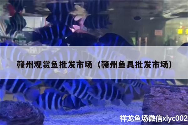 贛州觀賞魚(yú)批發(fā)市場(chǎng)（贛州魚(yú)具批發(fā)市場(chǎng)）