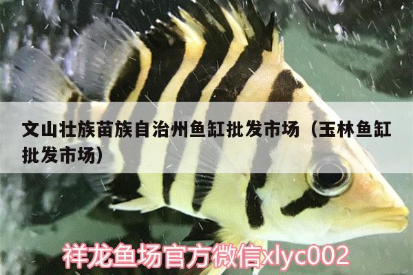 文山壯族苗族自治州魚(yú)缸批發(fā)市場(chǎng)（玉林魚(yú)缸批發(fā)市場(chǎng)）