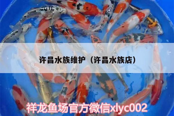 許昌水族維護（許昌水族店） 玫瑰銀版魚